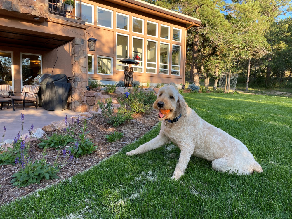 Options for a Pet Friendly Landscape