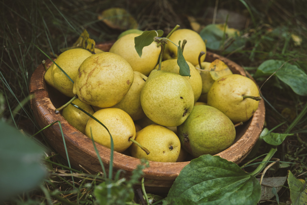 Best Fruit to Grow in the Pacific Northwest