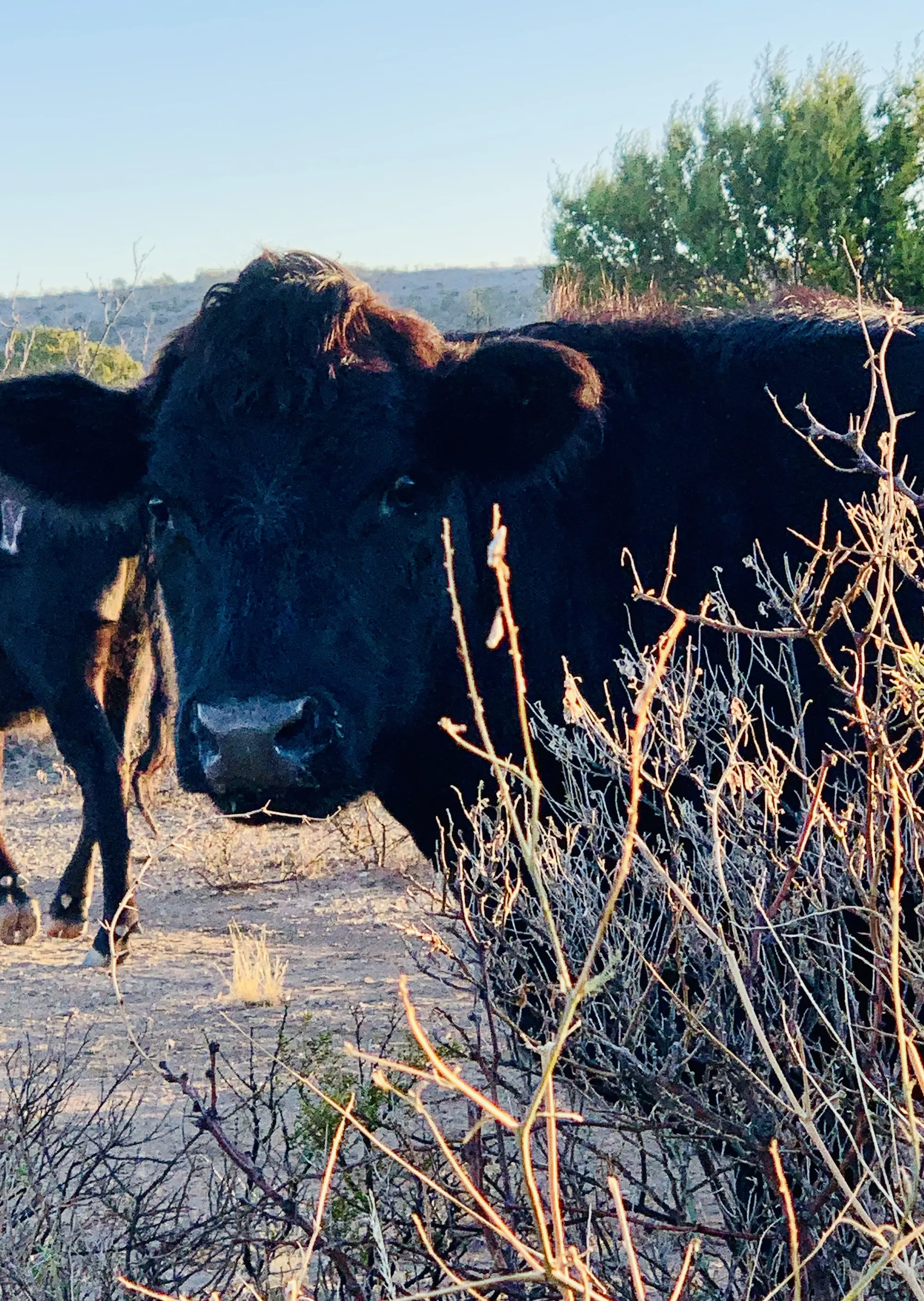 Livestock