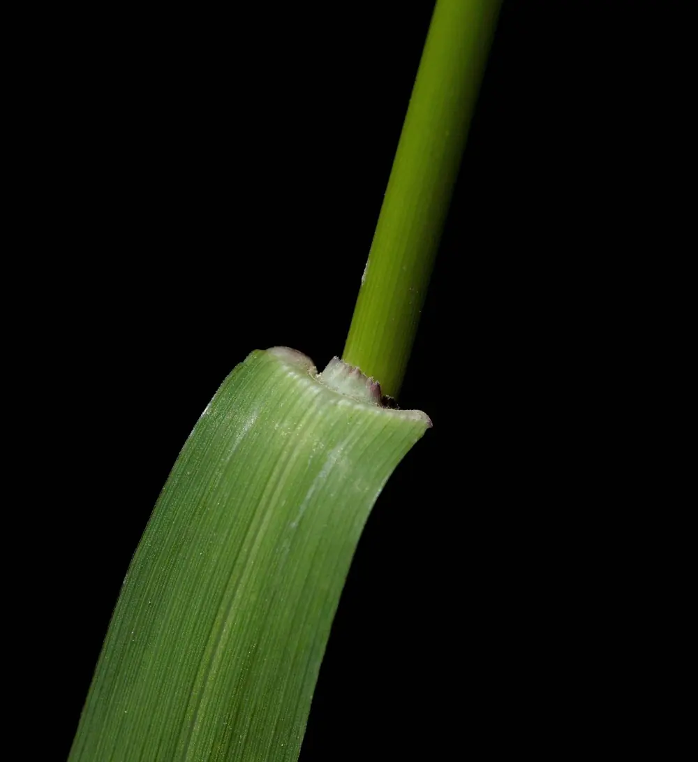Close-up picture of membranous ligule.