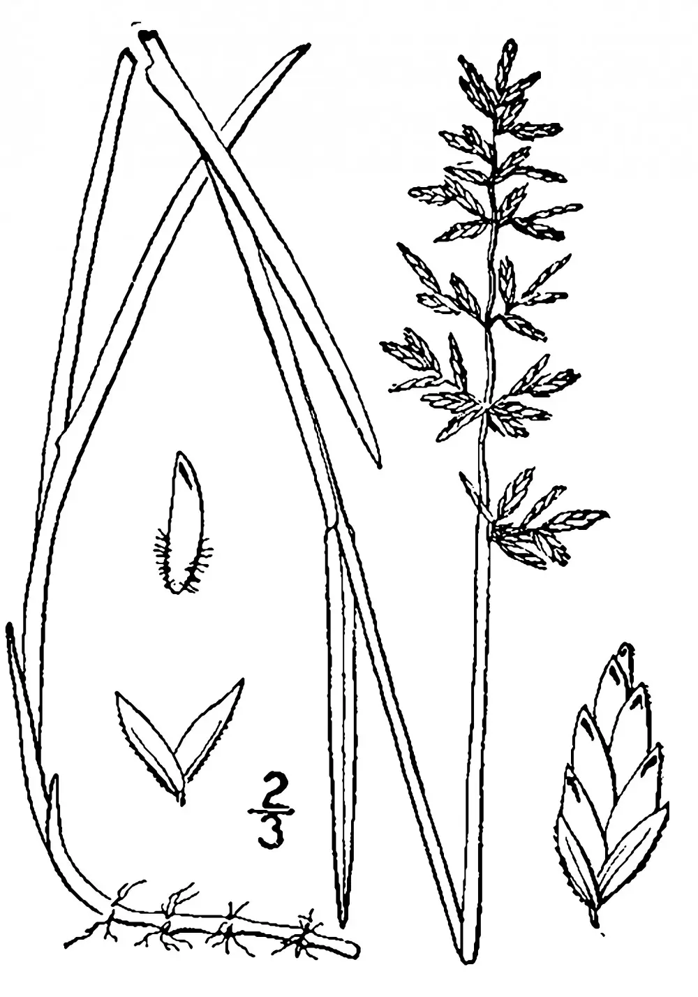 Illustration of Canada bluegrass. USDA-NRCS PLANTS Database / Britton, N.L., and A. Brown. 1913. <i>An illustrated flora of the northern United States, Canada and the British Possessions. 3 vols</i>. Charles Scribner's Sons, New York. Vol. 1: 259.