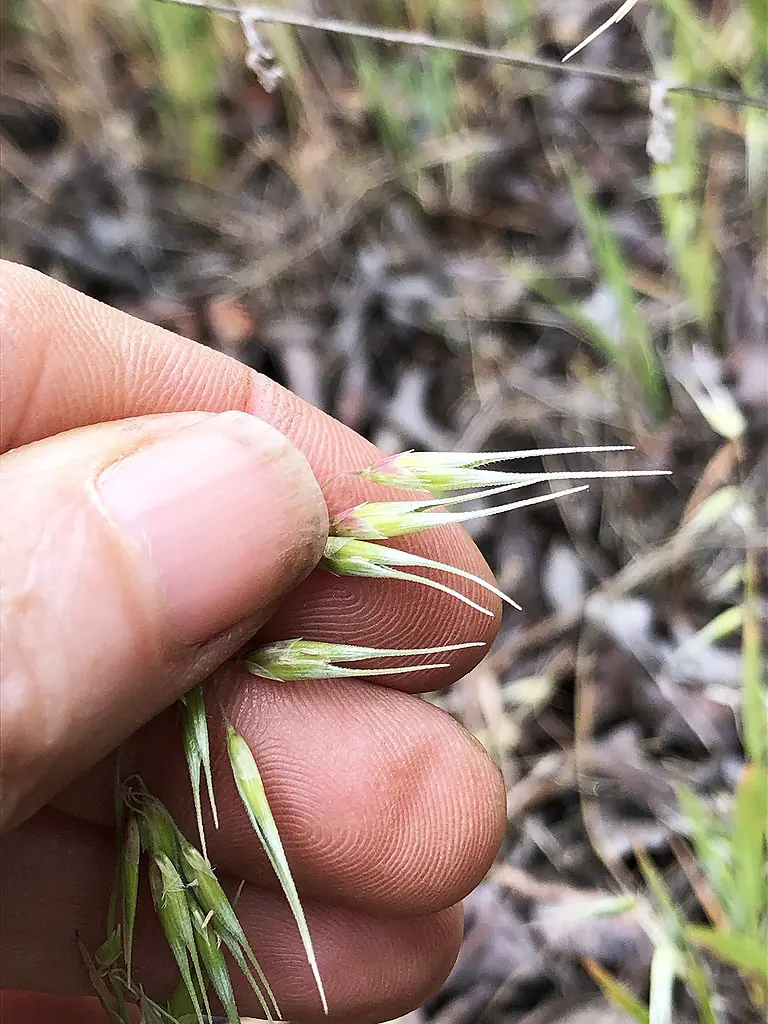 Close-up image of spikelets. Photo by Jessica Vinje.