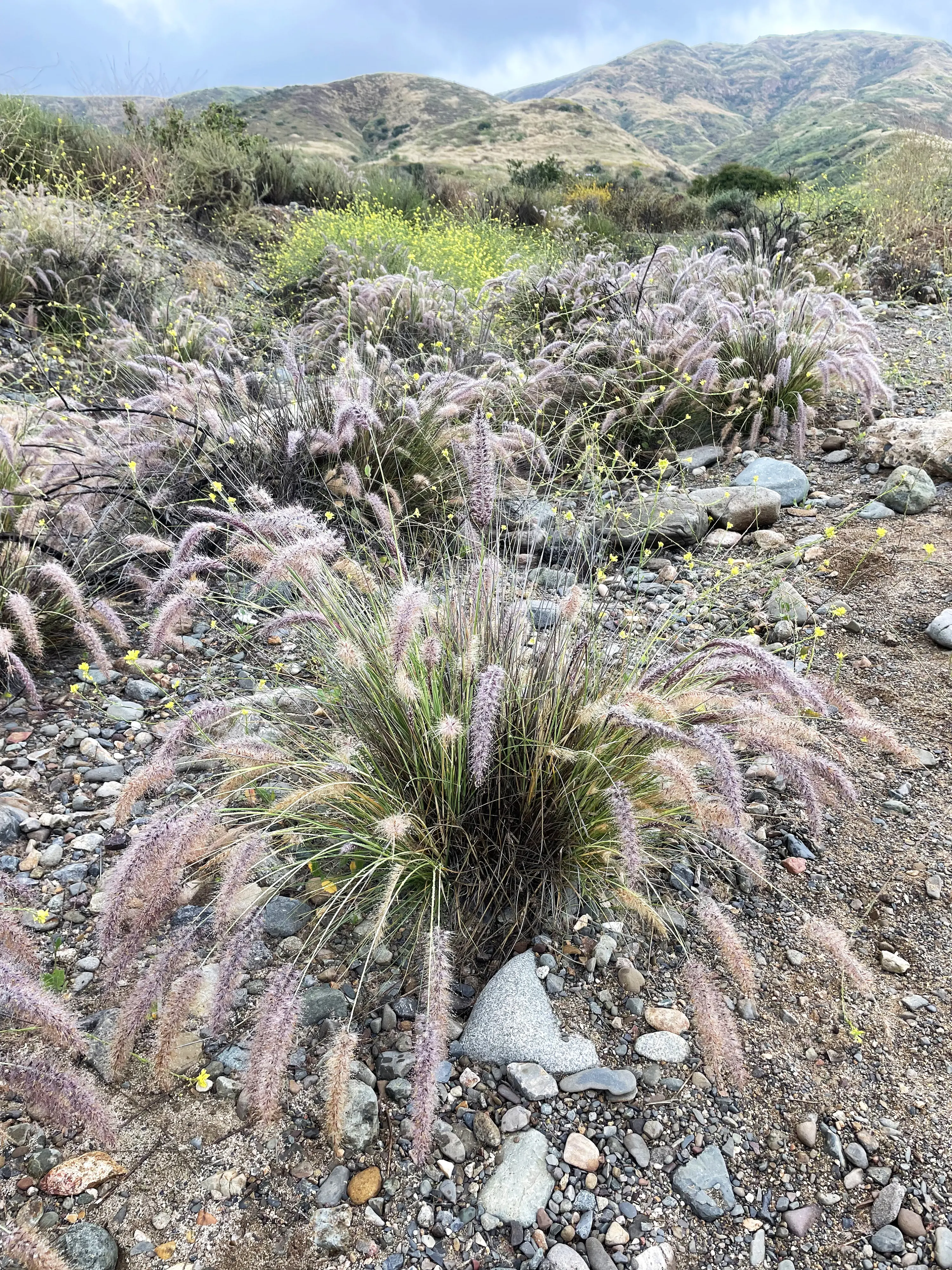 Picture of growth habit. Photo by Justin J. Trujillo.