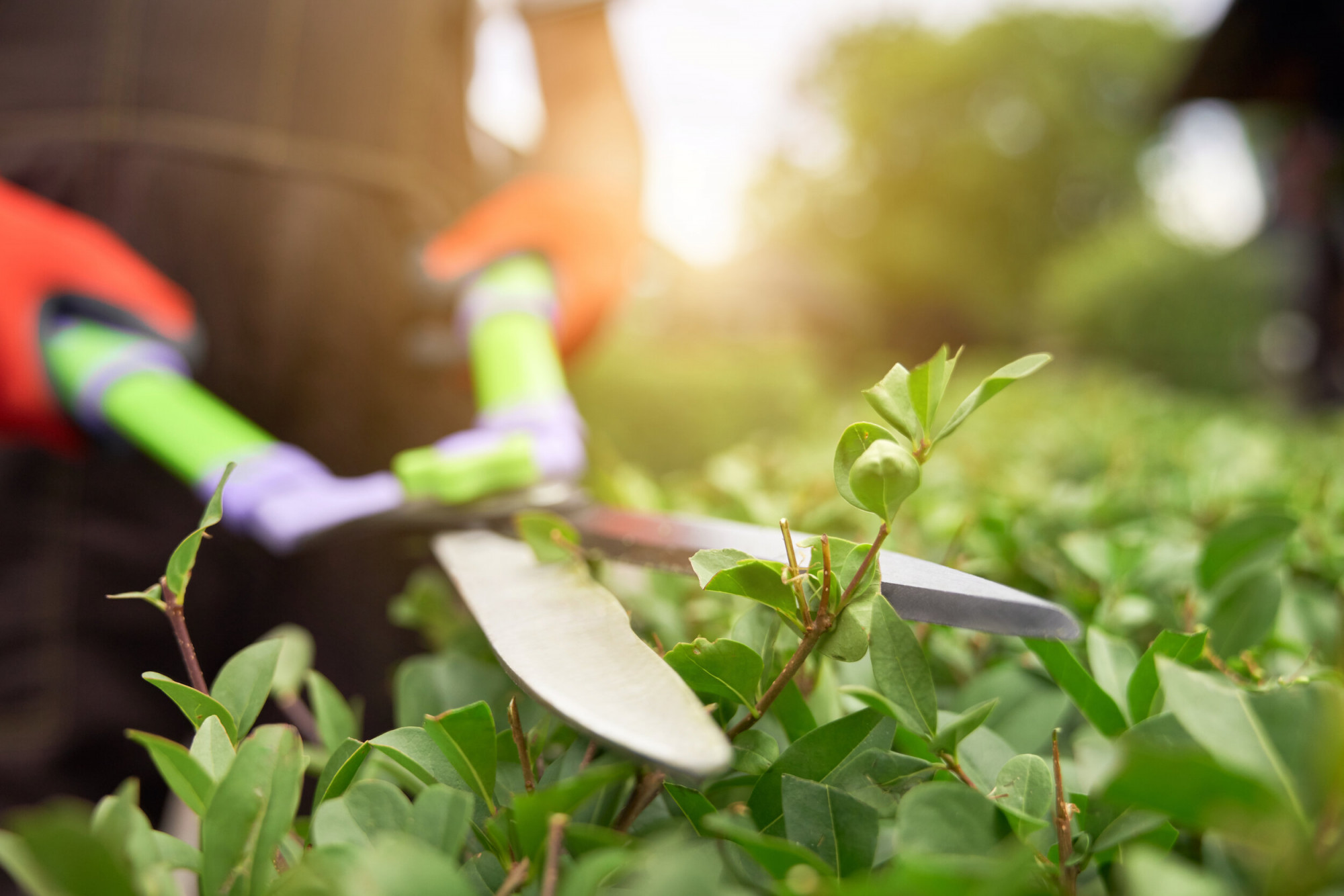 Shrub Trimming 101