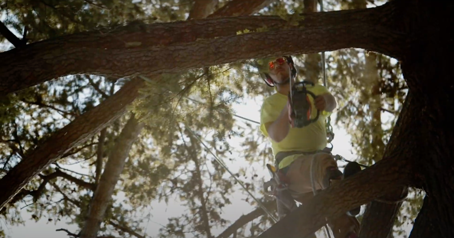 Increase Your Property’s Value Through Tree Maintenance