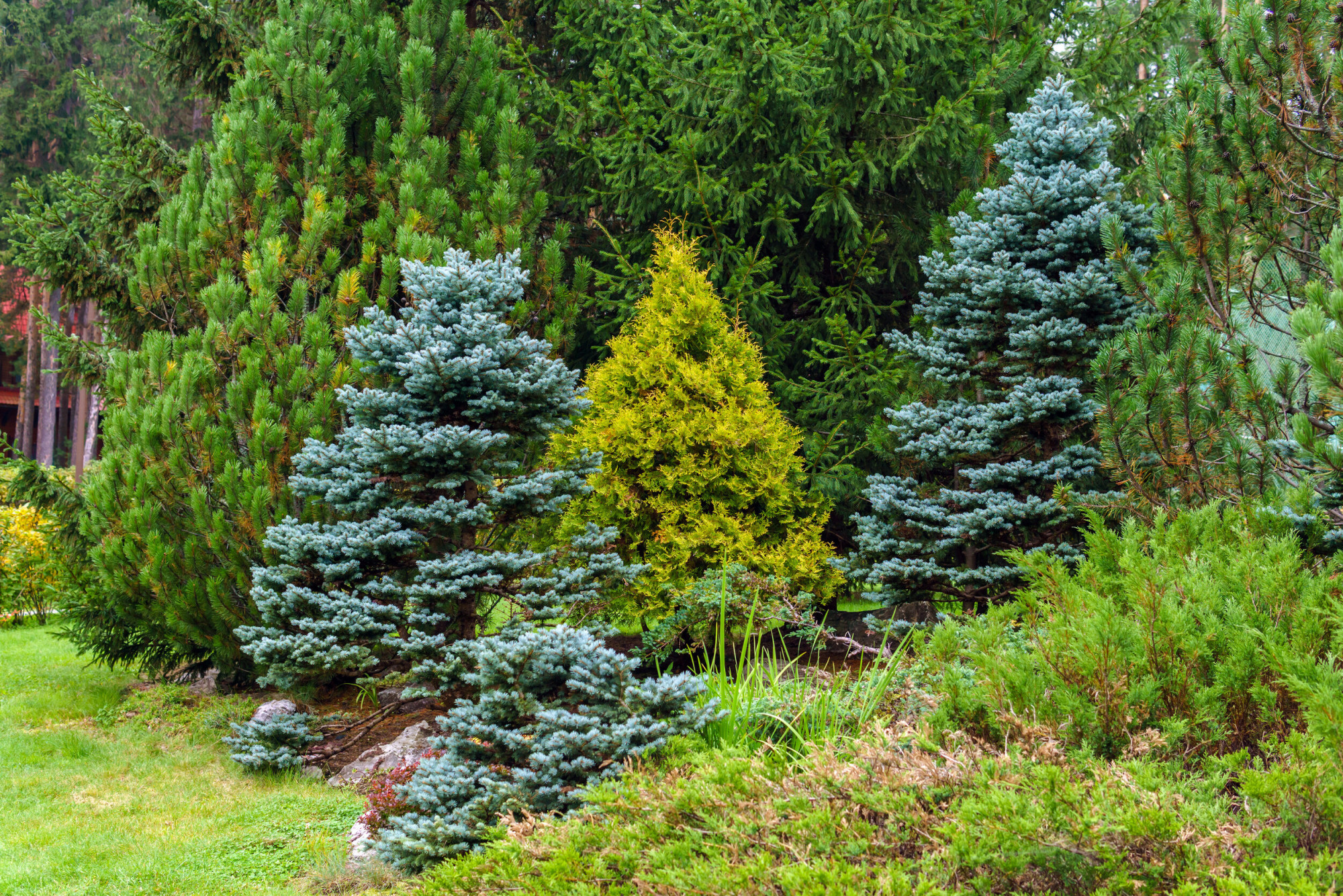 The Challenges of Conifer Tree Roots in the Puget Sound