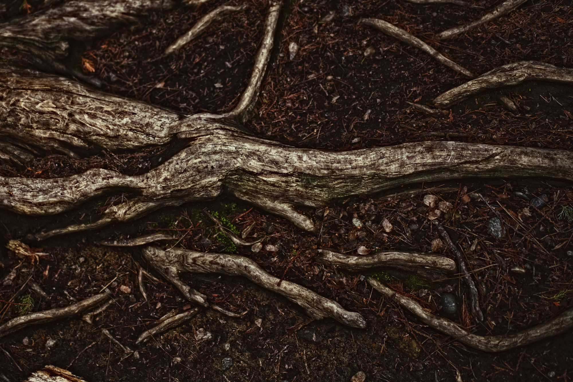 How Glacial Till Soil Causes Shallow Tree Roots