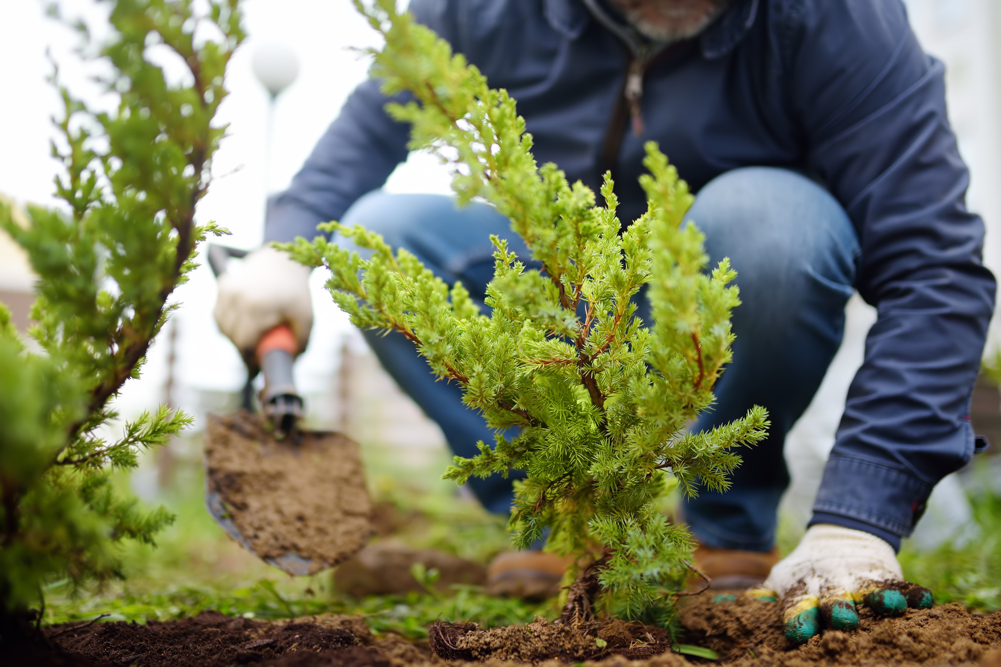 Is Fall a Good Time To Plant Trees?