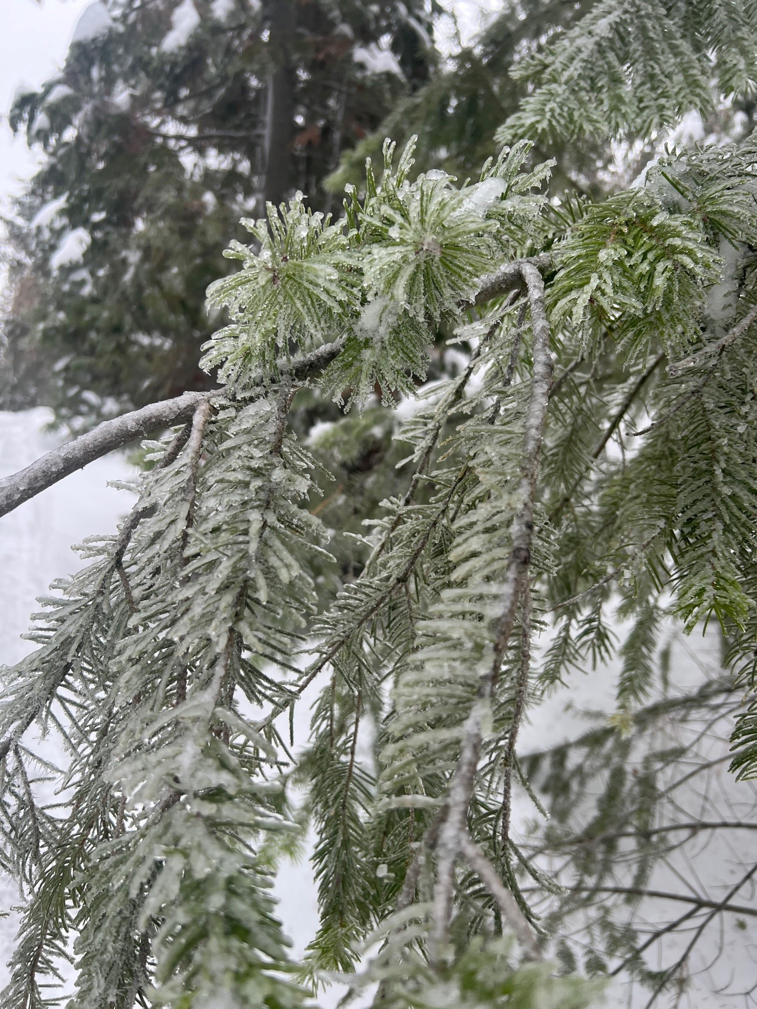 Tree Damage From Ice Storm: How Can You Treat It?