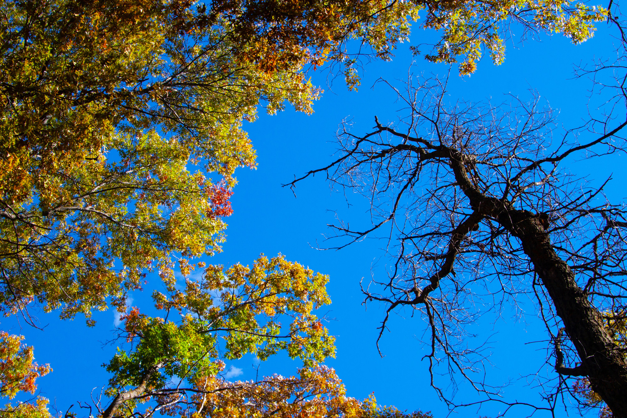 How Droughts Affect Your Trees