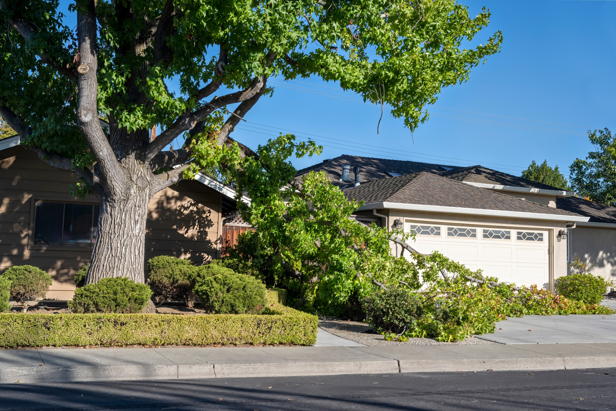 How To Prevent Storm Damage from Trees