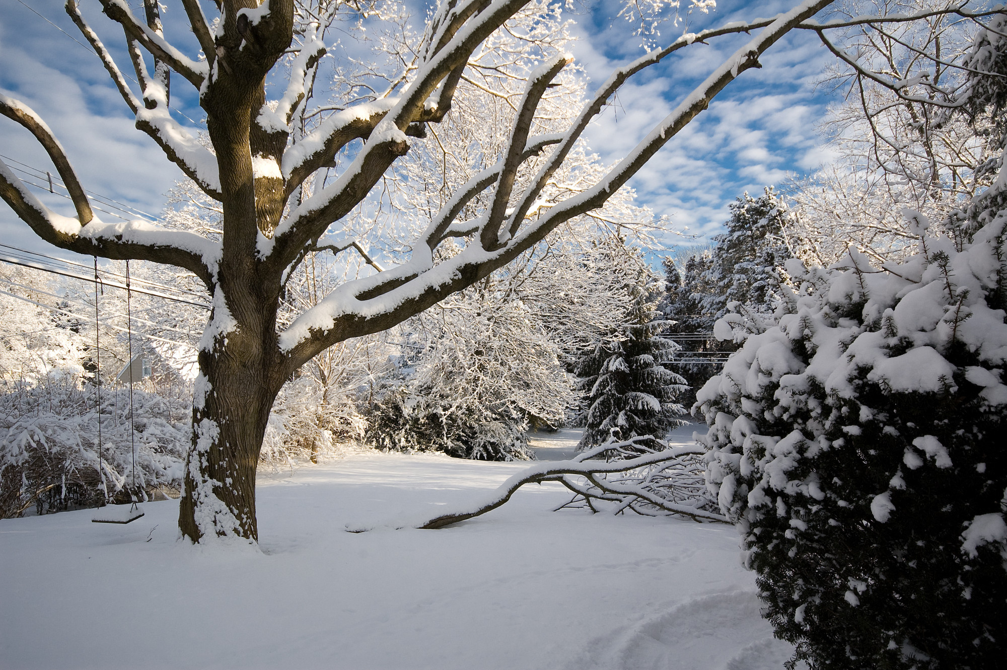 Tree Protection For Winter