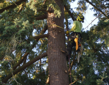 The Importance of Hiring a Highly Skilled Tree Company