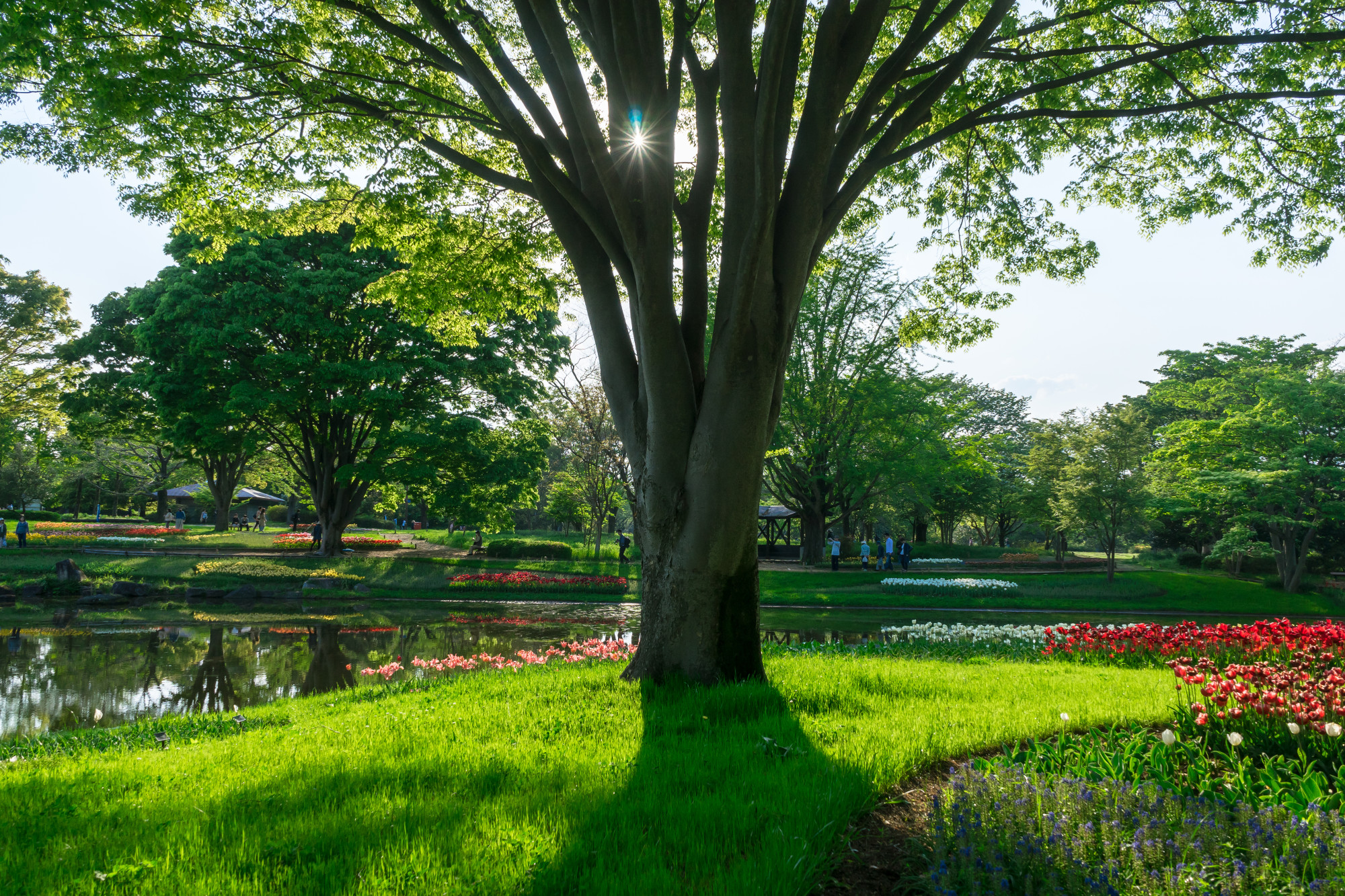 Why Your Trees Need Soil Nutrients in the Spring