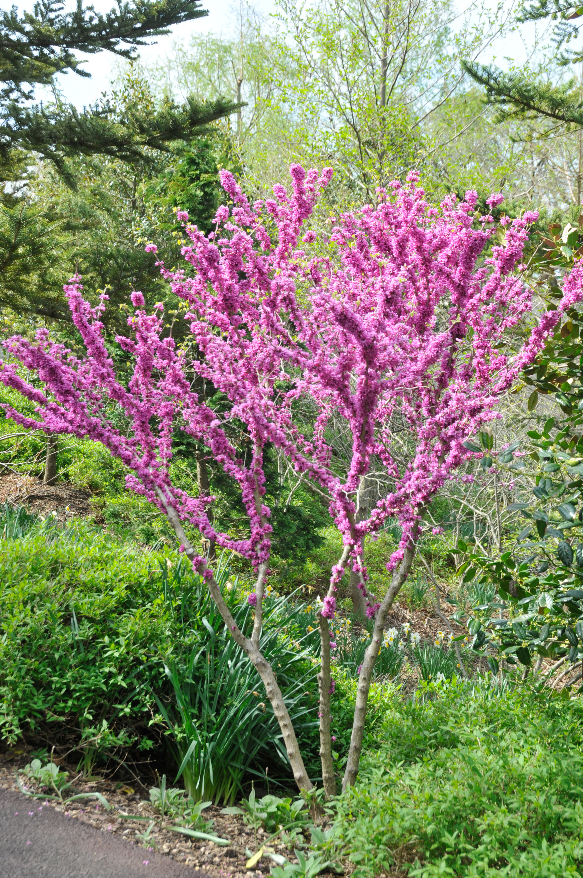 6 Beautiful Trees to Plant in a Small Front Yard