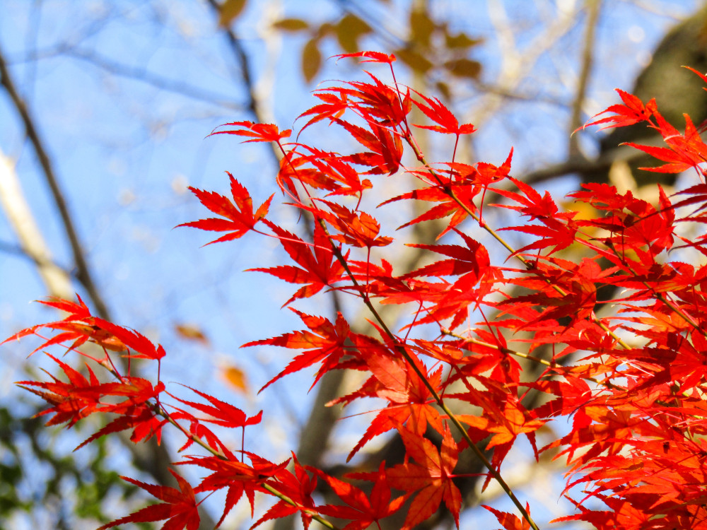 Puget Sound Tree and Shrub Care Company