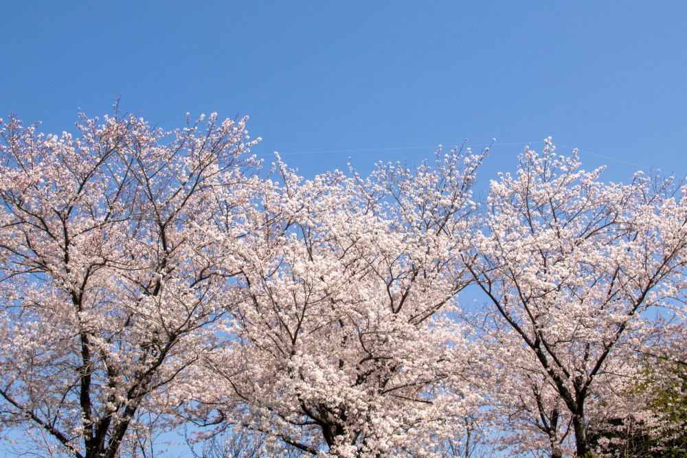 Puget Sound Tree and Shrub Care Company