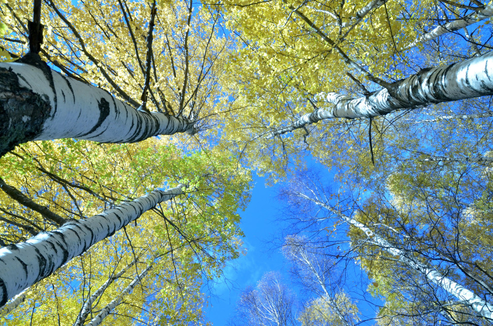 Puget Sound Tree and Shrub Care Company