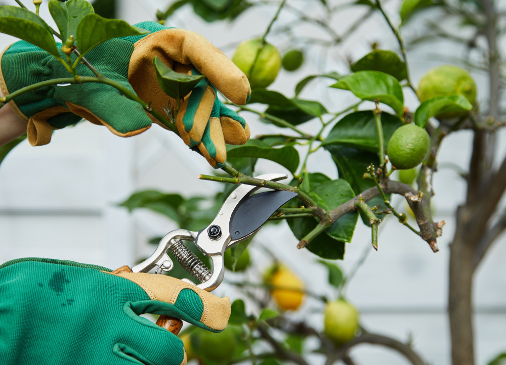 Puget Sound Tree and Shrub Care Company