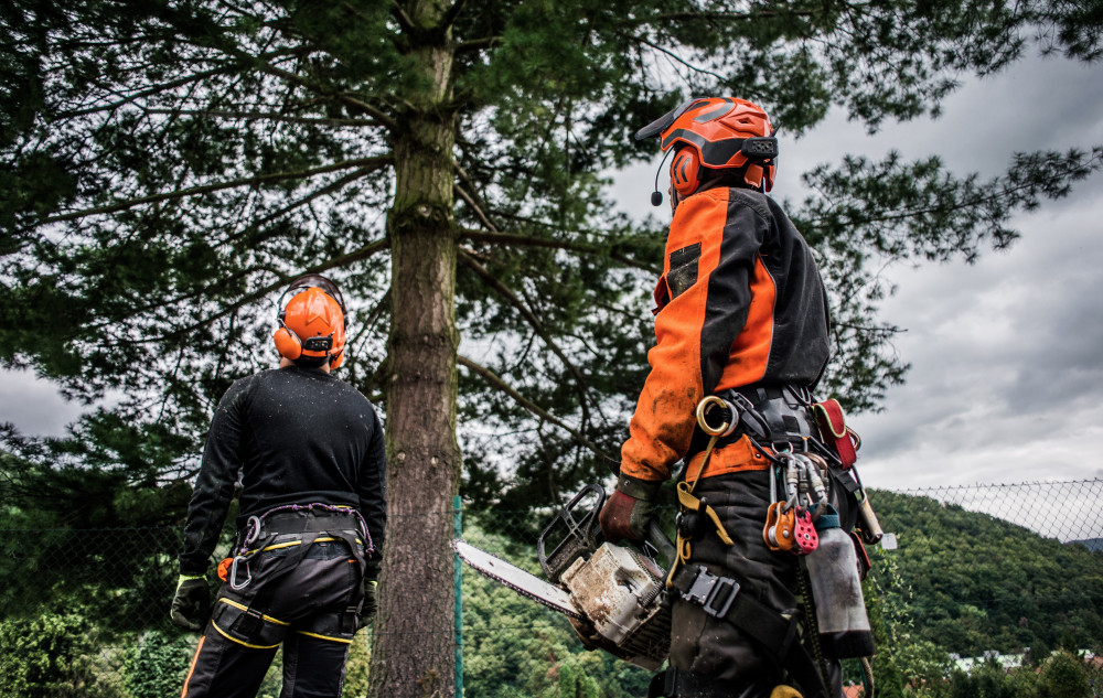 Puget Sound Tree and Shrub Care Company