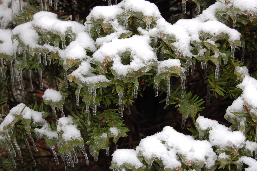 Puget Sound Tree and Shrub Care Company