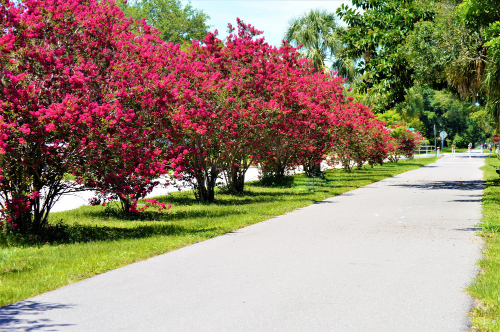 Seattle Area Tree and Shrub Care Services