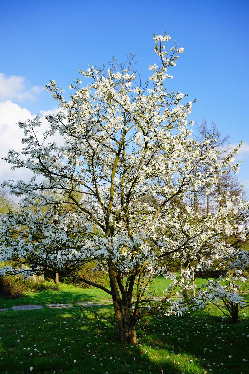 Seattle Area Tree and Shrub Care Services