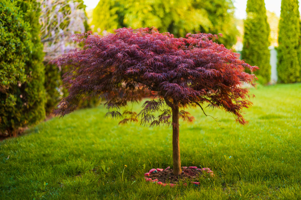 Seattle Area Tree and Shrub Care Services