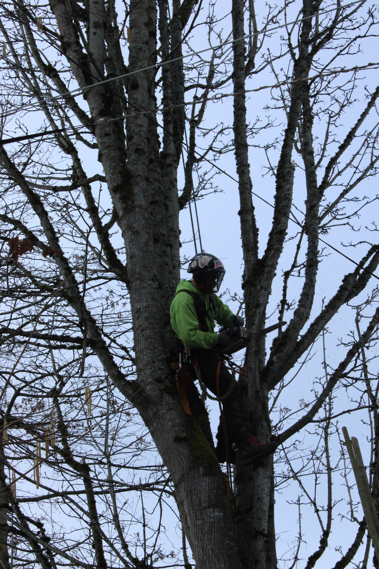 Backyard Tree Balancing Service