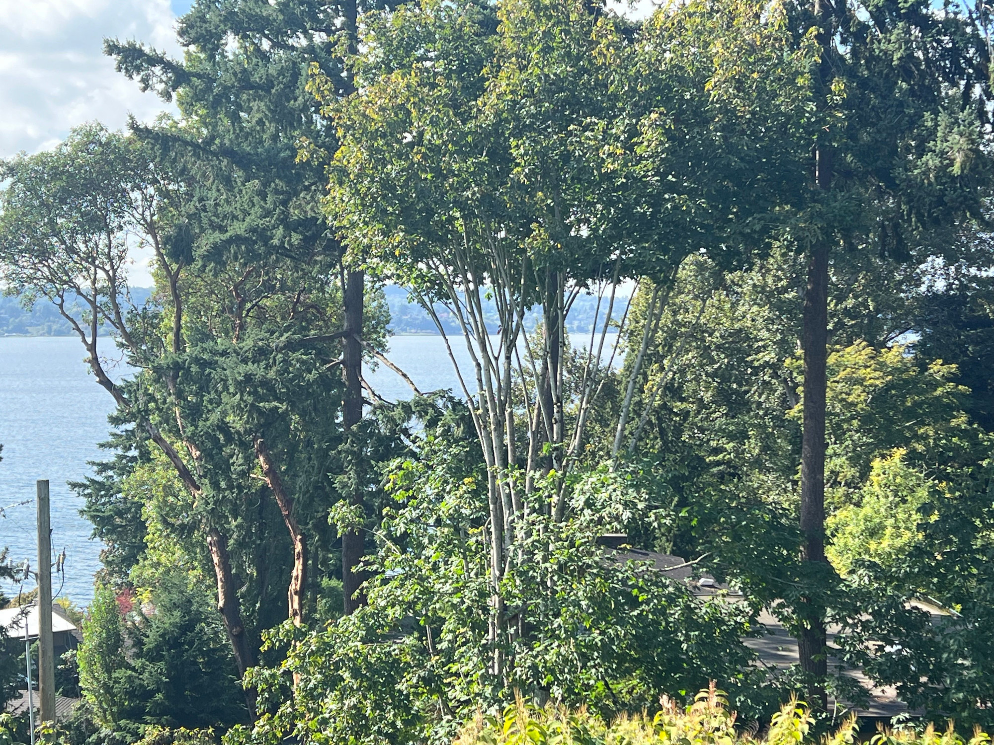 Tree Removal and Trimming for a Better View