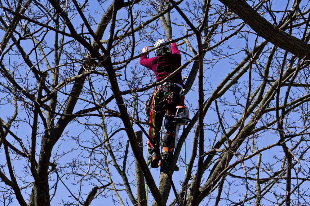 Crown Thinning in Seattle Will Protect Trees From Wind