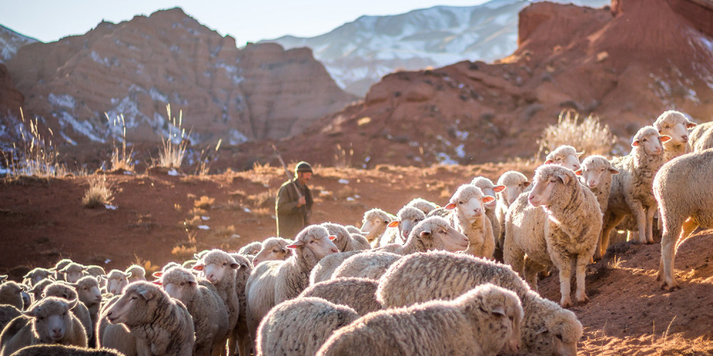 Calling for Shepherd Leaders