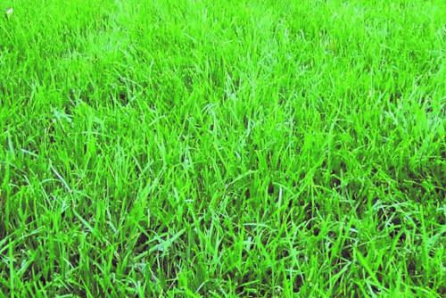 Landmark Seed Company Fine Fescue Grass Seed