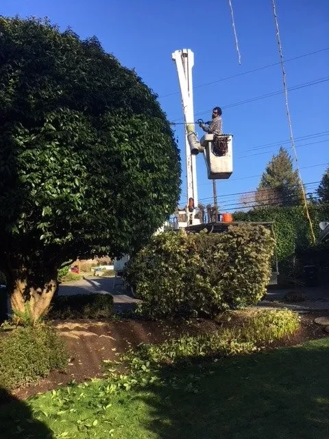 Tree Pruning