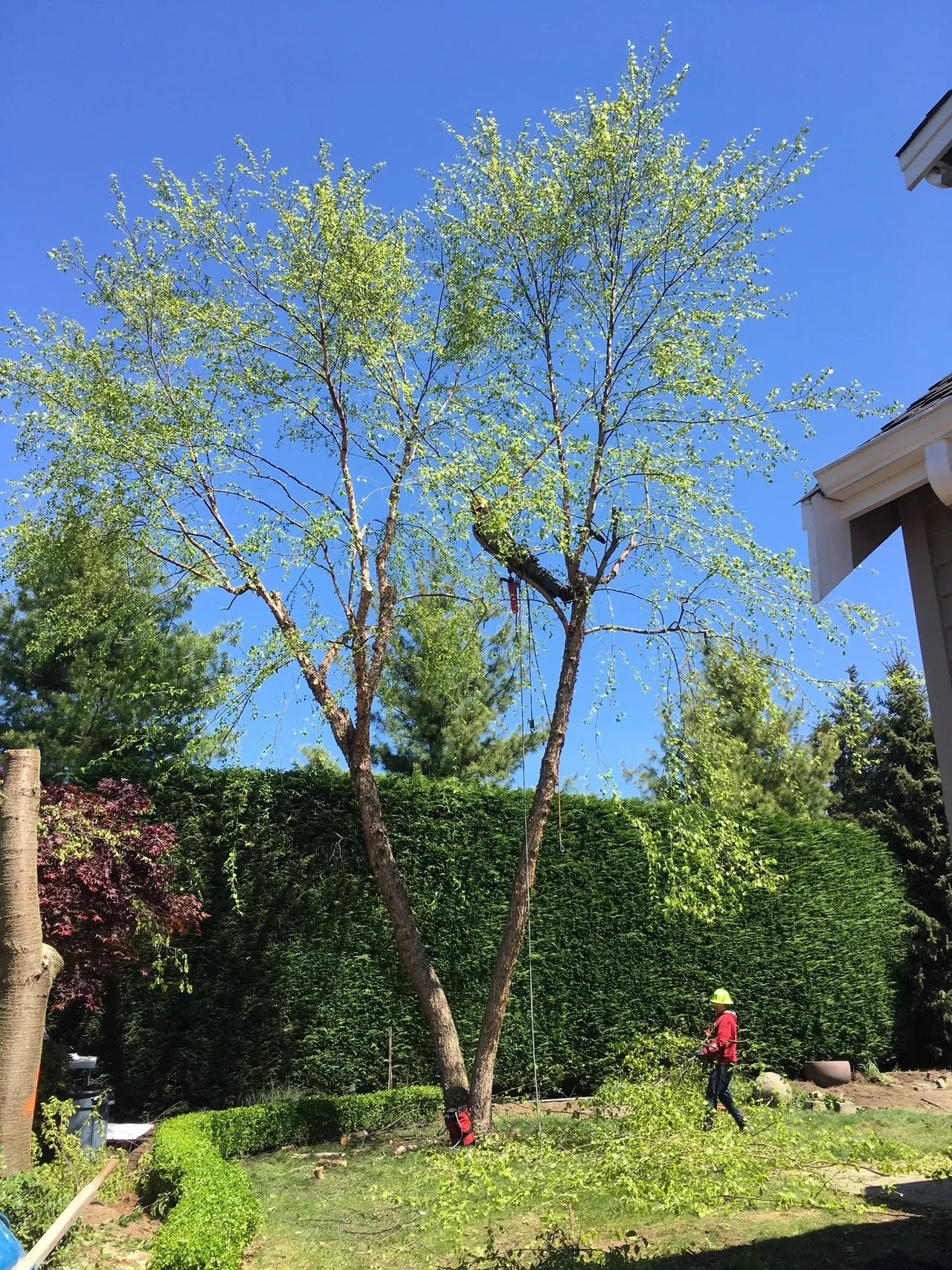 Ornamental/Fruit Tree Pruning