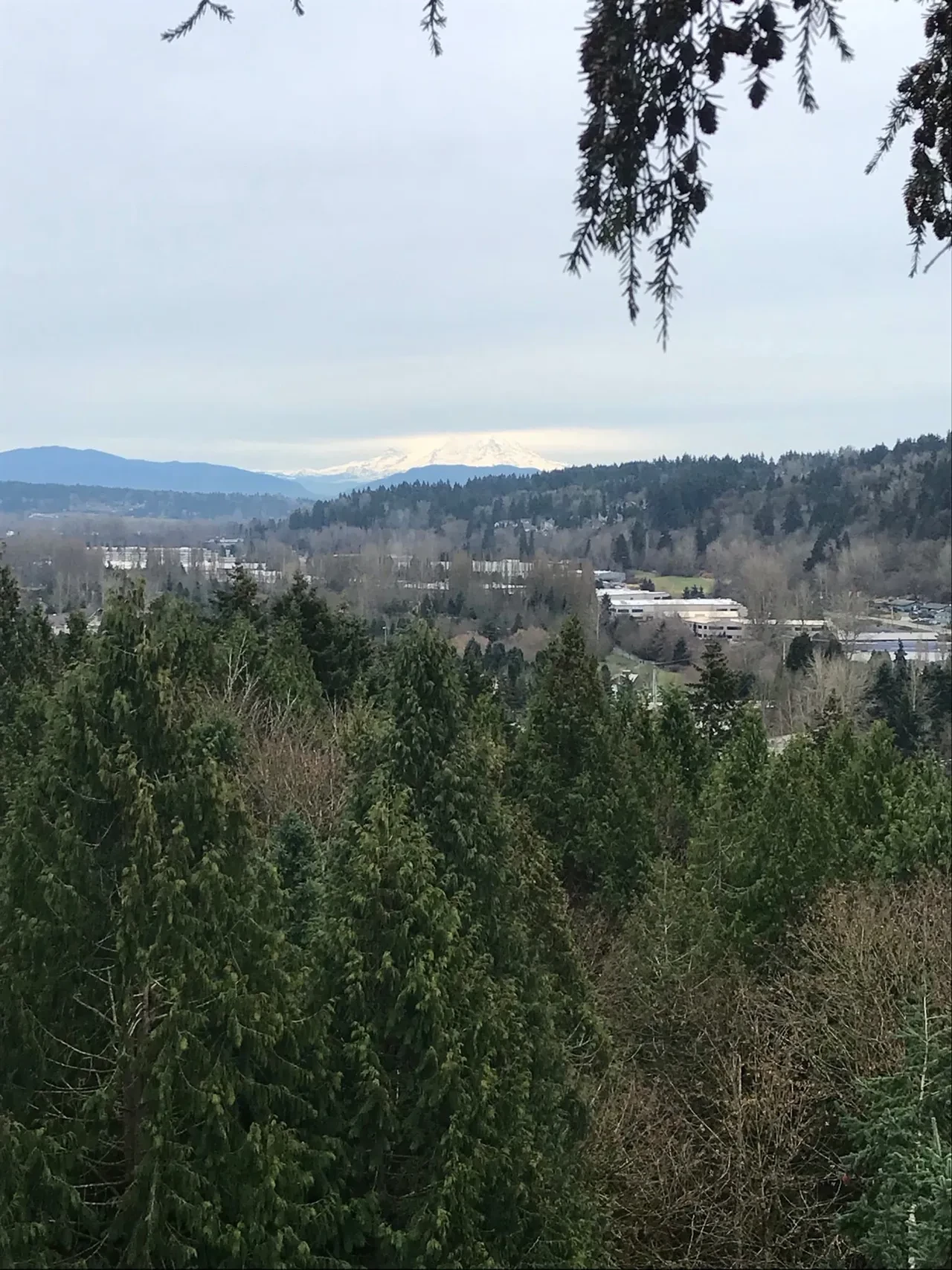 Native Tree Replanting