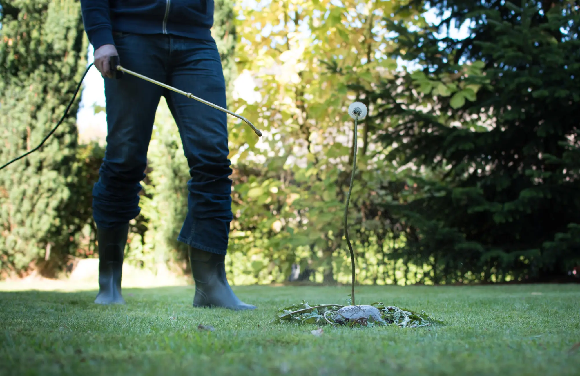 Weed & Pest Control