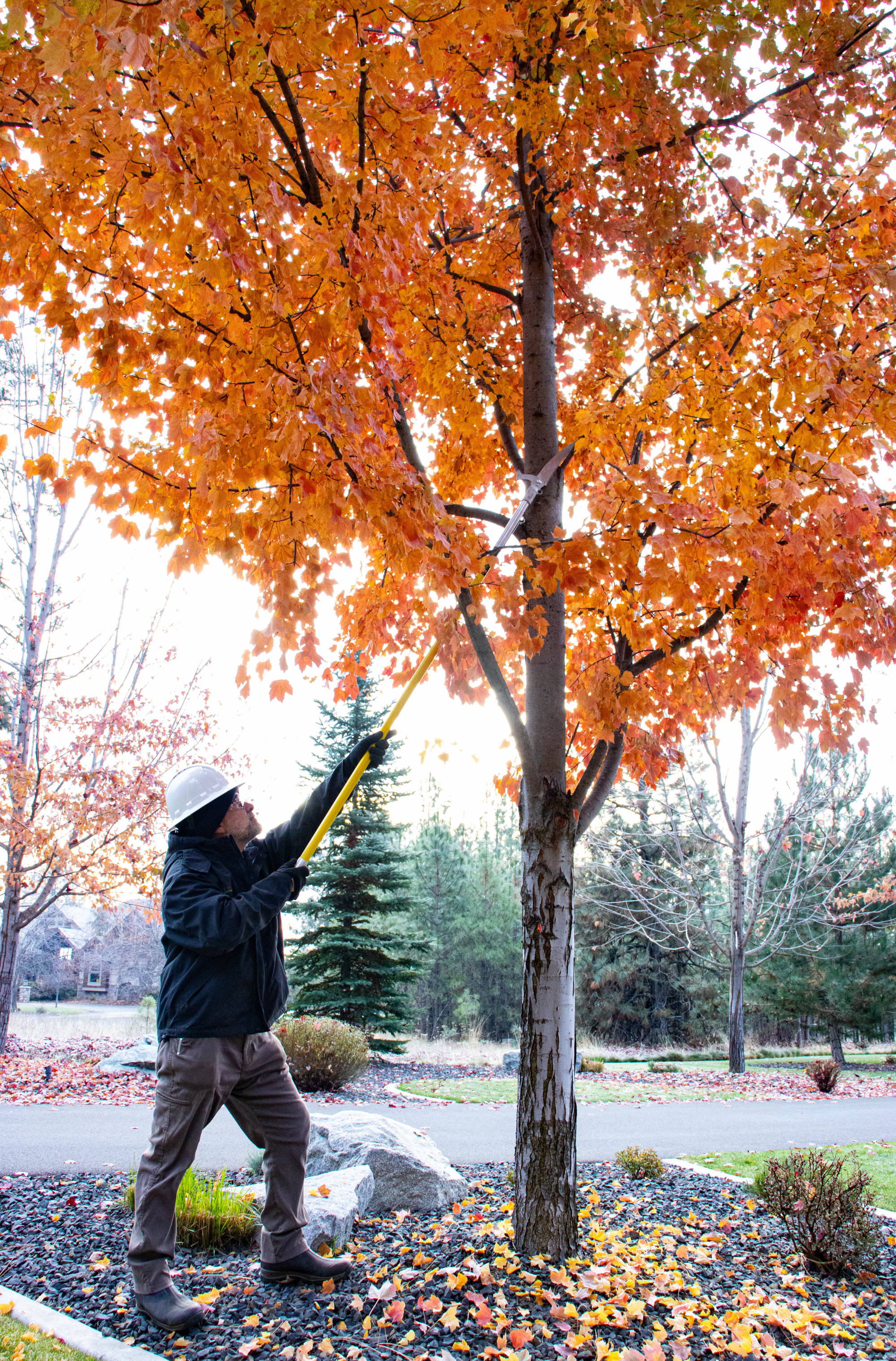 Debunking Common Pruning Myths: Unveiling the Truth for Healthy Trees