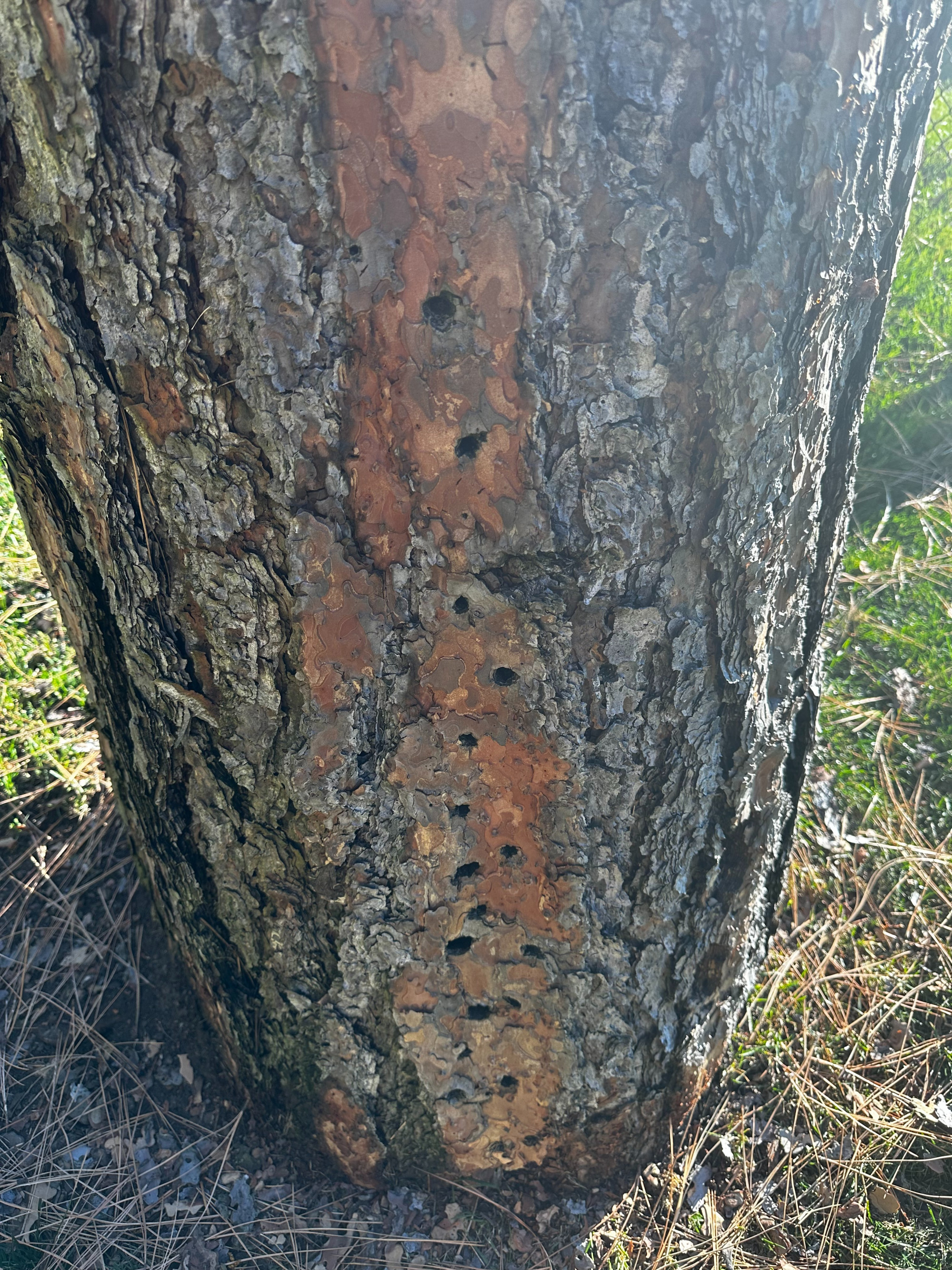 Pine Beetles: What are They and How Can I Protect My Trees?