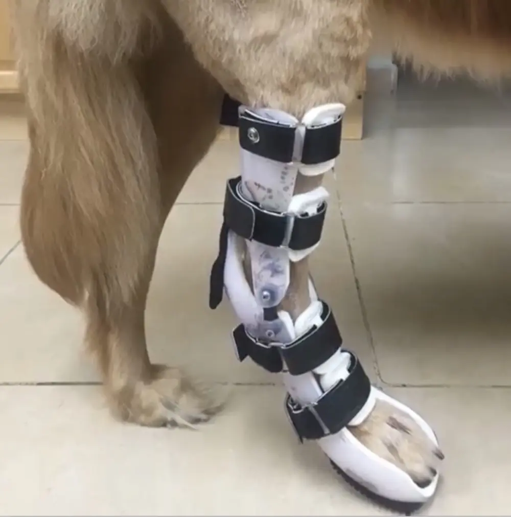 Tarsal Brace With Paw