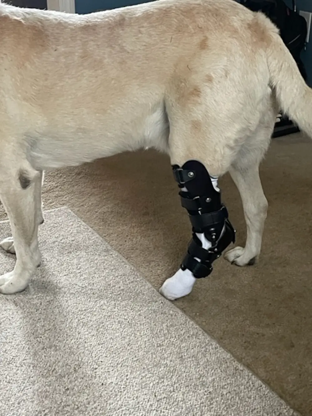 Hock Brace
