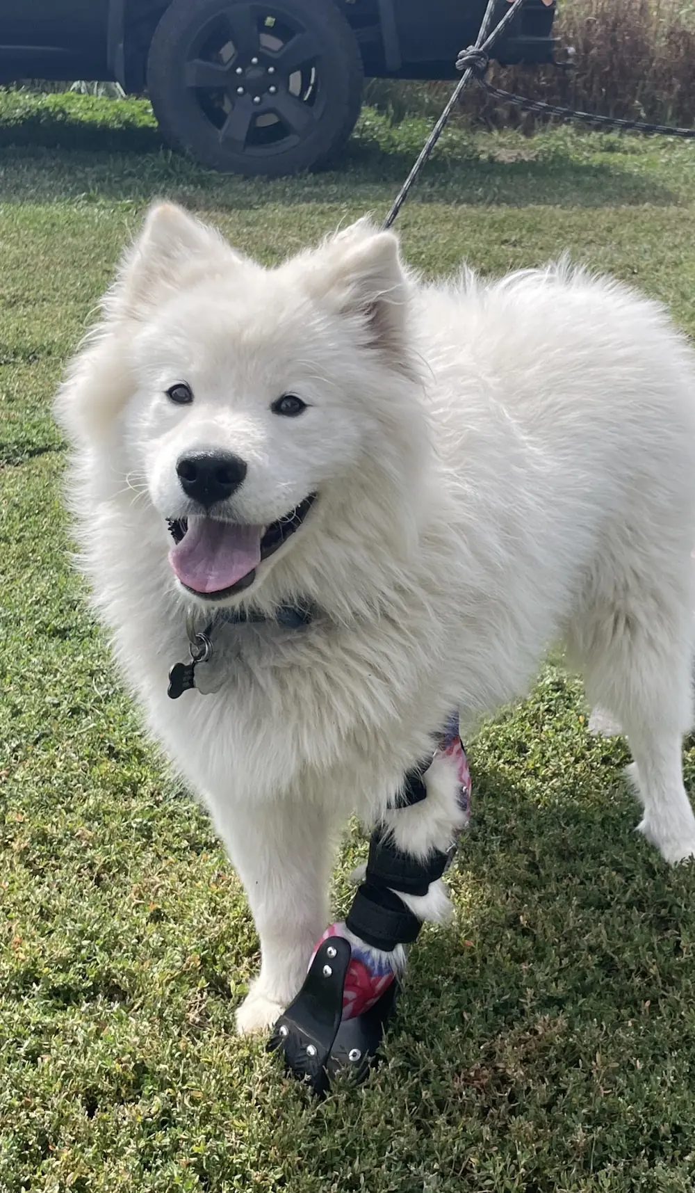 Front Leg Prosthetic