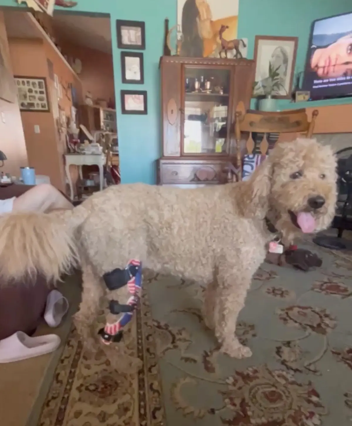 CCL Leg Brace