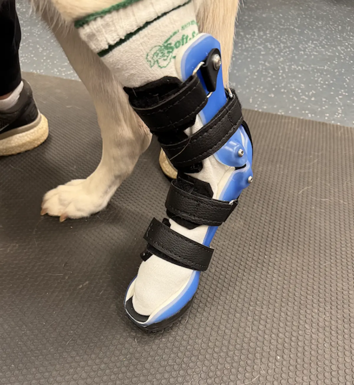Hock Brace With Paw Section
