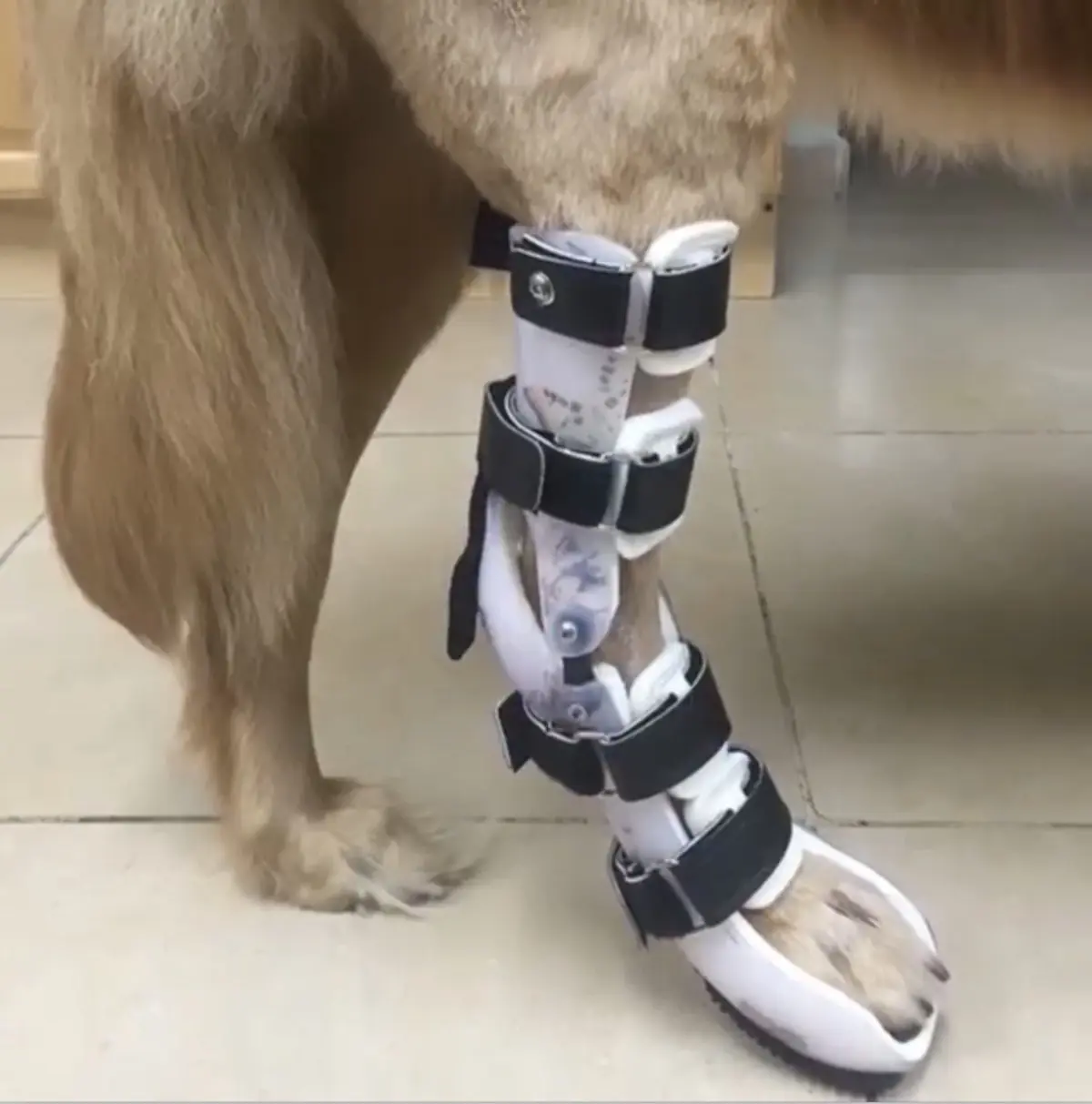 Tarsal Brace With Paw