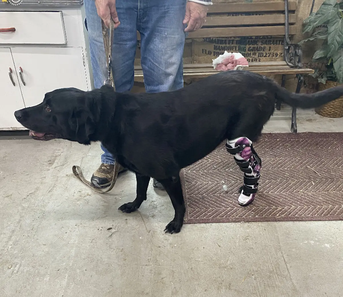 Hock Brace With Paw