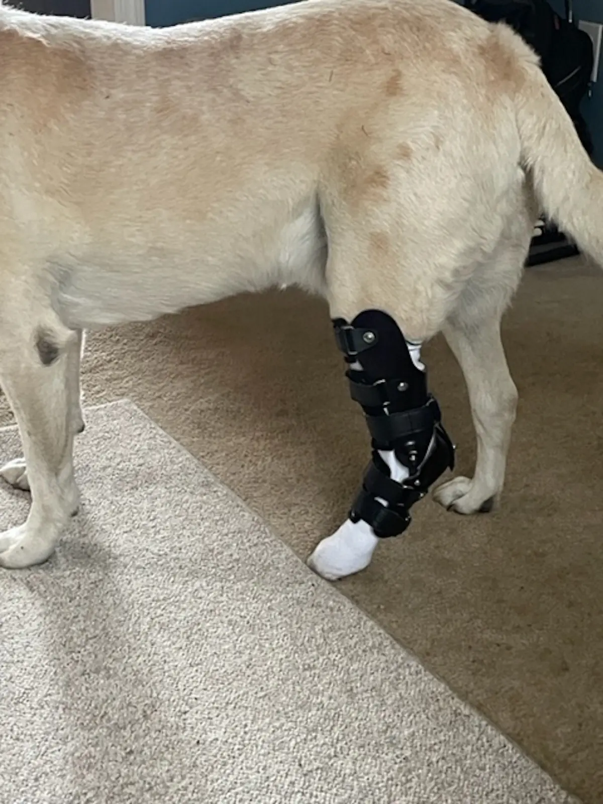 Hock Brace