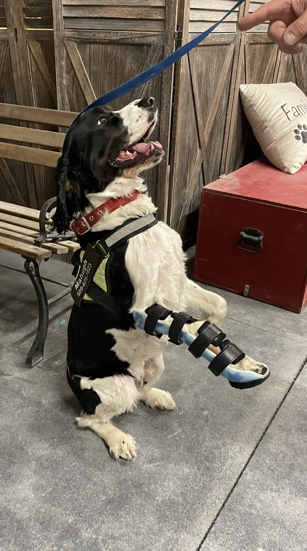 Wrist Brace With Paw
