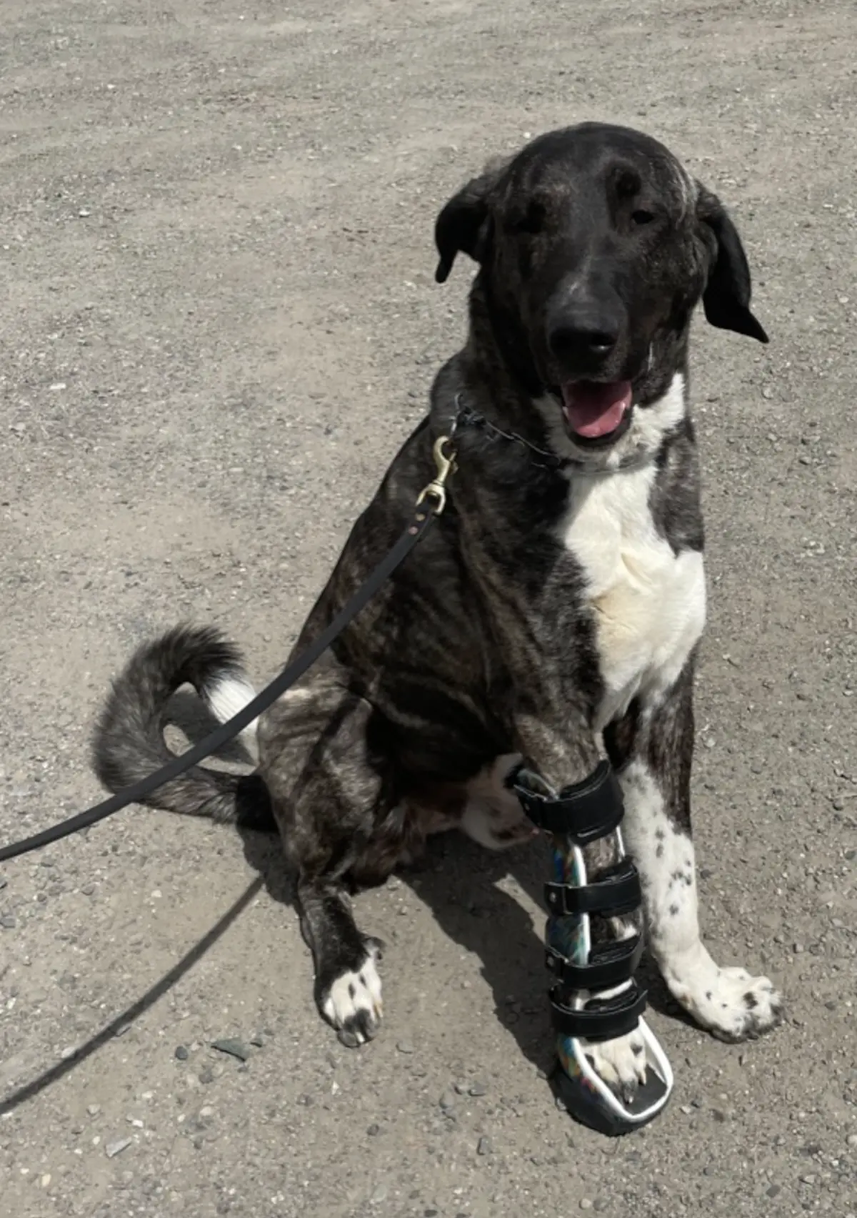 Carpal Brace With Paw
