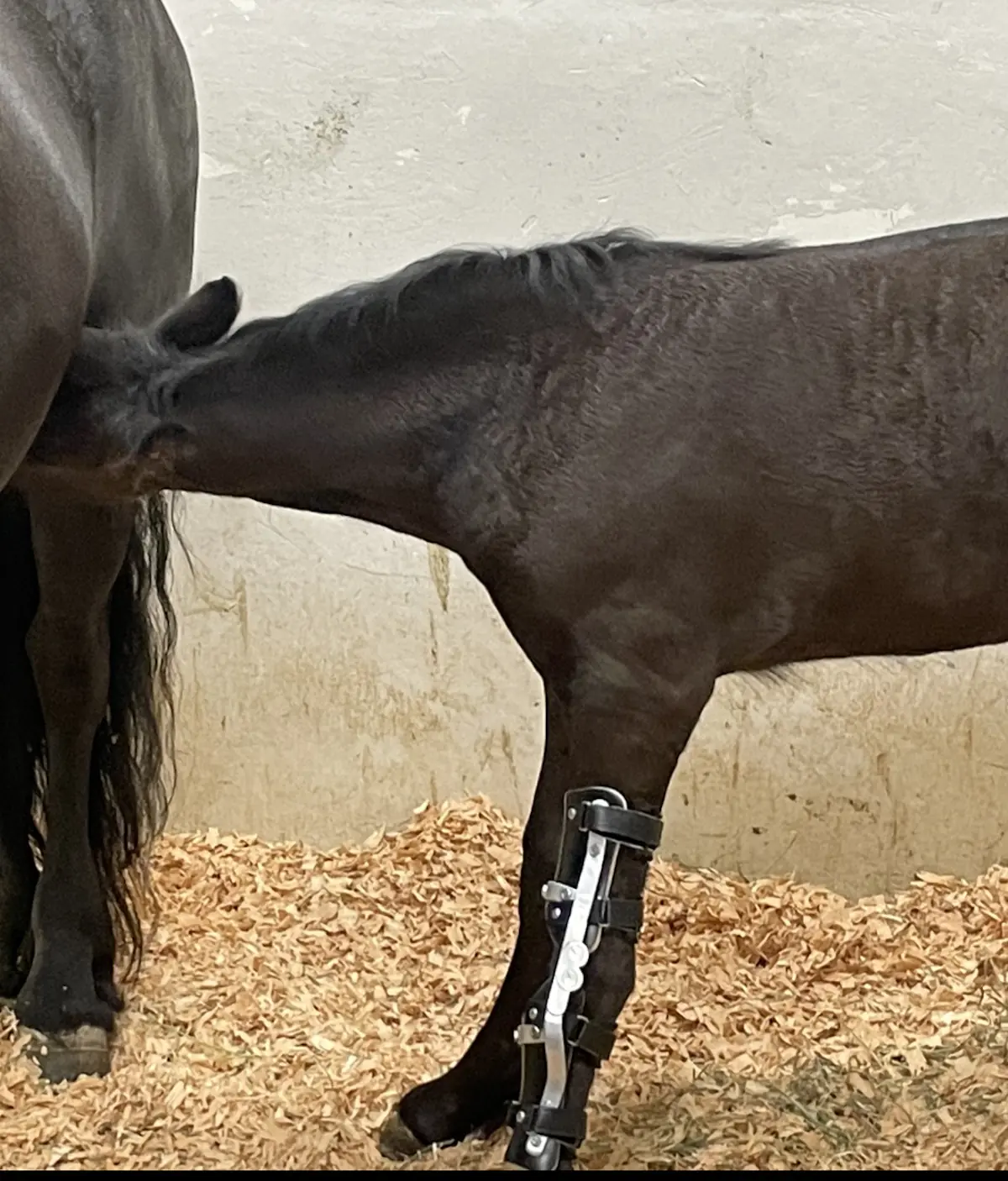Custom Leg Brace